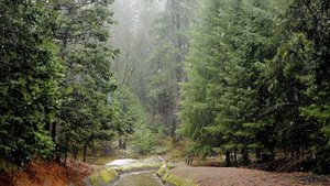 Rain sounds for sleep listening / Звуки дождя для сна слушать/Звуки дождя для сна слушать для детей