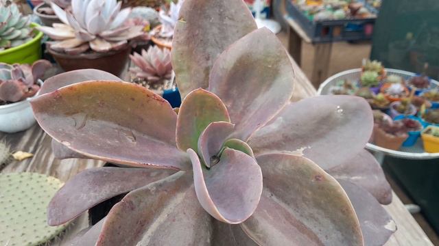 Echeveria Gibiflora Var Metallica: Guía de Cuidados смотреть онлайн