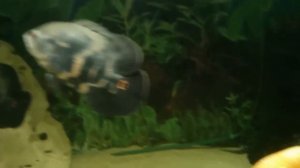 Мастацембел краснополосый, огненный угорь