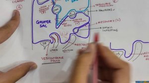 Uterus Anatomy - 1 | Parts of Uterus | Abdomen