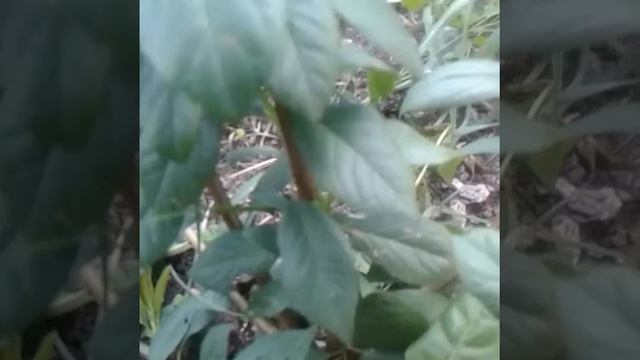 Слива растёт от корня. 08.2020г смотреть онлайн