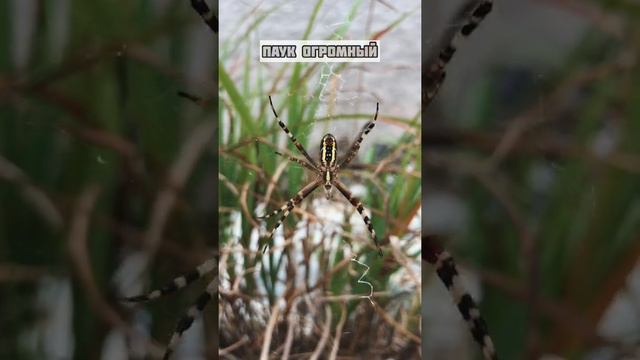 РАБОТА В КОРЕЕ. ПЕРЕЕЗД НА ОСТРОВ. ДЕНЬ 19 смотреть онлайн