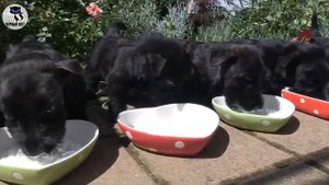 ✔  Скотч терьер: о плюсах и минусах этой породы собак