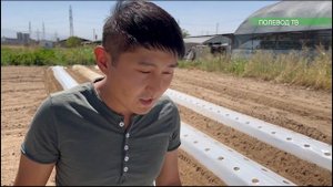 КАК ПОДГОТОВИТЬ ПОЧВУ ДЛЯ ПОСАДКИ КЛУБНИКИ?!