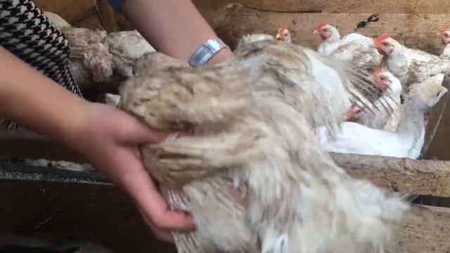 Вес бройлеров 5 недель