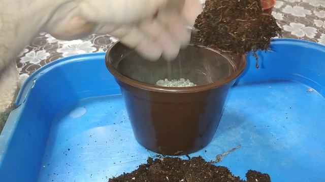 Эуфорбия Лактея #кристата пересадка #эуфорбия #пересадка #лечуза #город61 #комнатныецветы #лактея смотреть онлайн