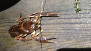 Купить рака для разведения в пруду