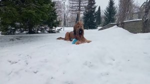 Зимние игры бриара