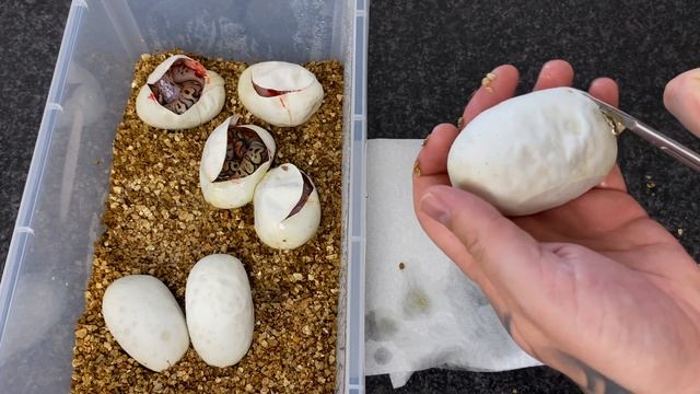 Ball Python Egg Cutting Time! GHI LESSER YB het CLOWN x SUPERFLY CLOWN!! смотреть онлайн