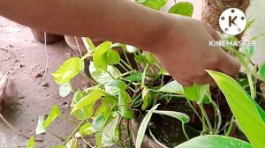 Aaj ka din plants k Naam/I love nature @samandanishvlogs