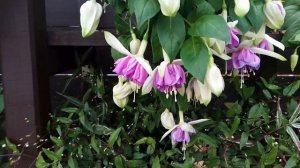 Зимовка фуксий. Мой выбор