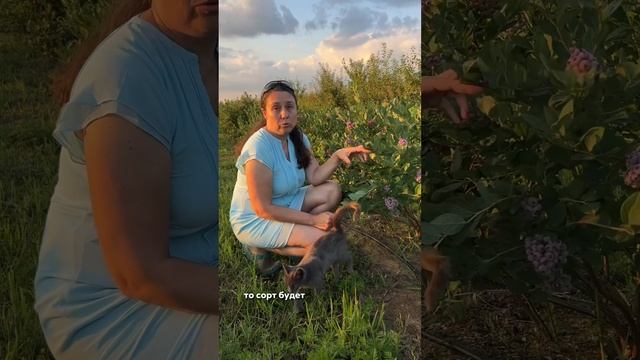 Сорт «Аврора» смотреть онлайн