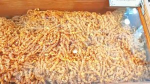 Самая длинная нитка янтаря в мире