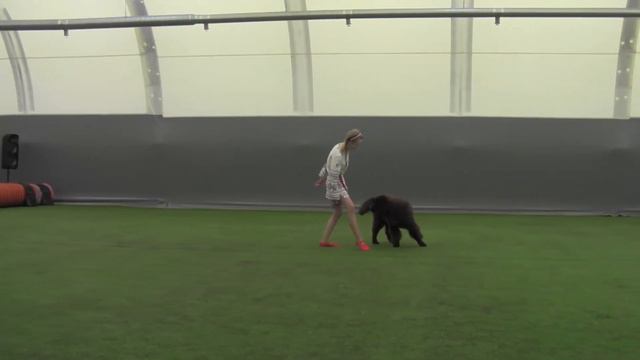 Начальная школа - Швецова София и ньюфаундленд АКВАТОРИЯ КЕЛЬВИН ВЕРИТИ РЭД СПИРИТ ФО ФАН смотреть онлайн