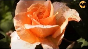 Людмила Бояренцева - "Чайная роза" (tea-rose) Музыкальное произведение