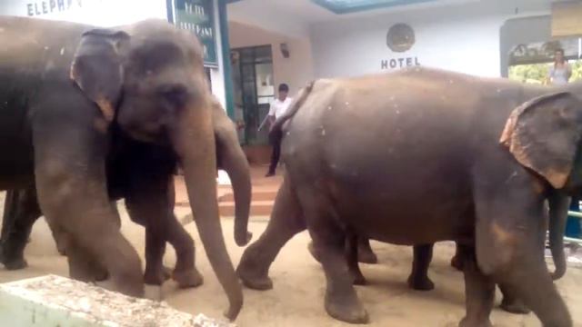 Куда идут слоны... смотреть онлайн