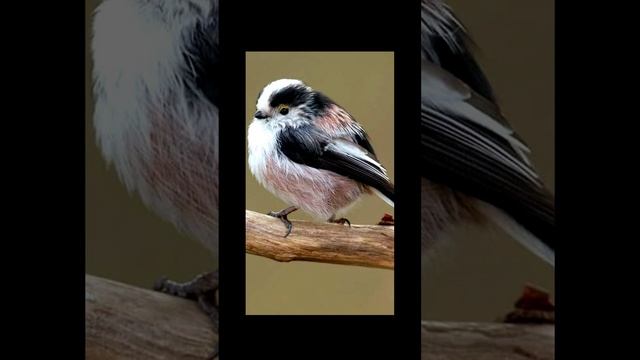 Голос птицы  ДЛИННОХВОСТОЙ СИНИЦЫ