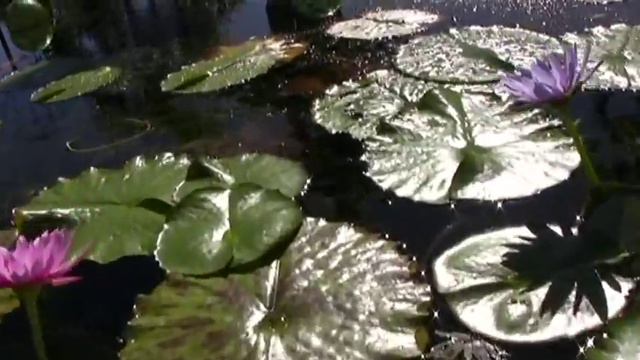 Jorge Alfano Piccolo Bass & Bansuri Indian Flute смотреть онлайн