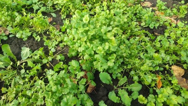 ЗЕЛЕНЬ В НОЯБРЕ!!! смотреть онлайн