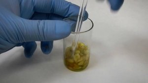 Чернила из дубовых галлов