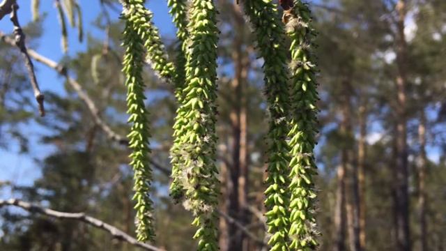 01.05.19 маламутова поляна смотреть онлайн