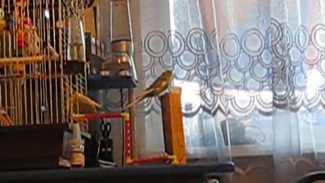 волнистый попугай проголодался смотреть онлайн