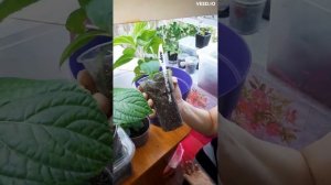 Френч болеро Блю или Пинк?Маркетинговый ход??