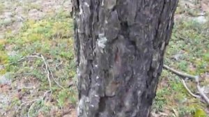 Ориентирование на сухом таежном водоразделе