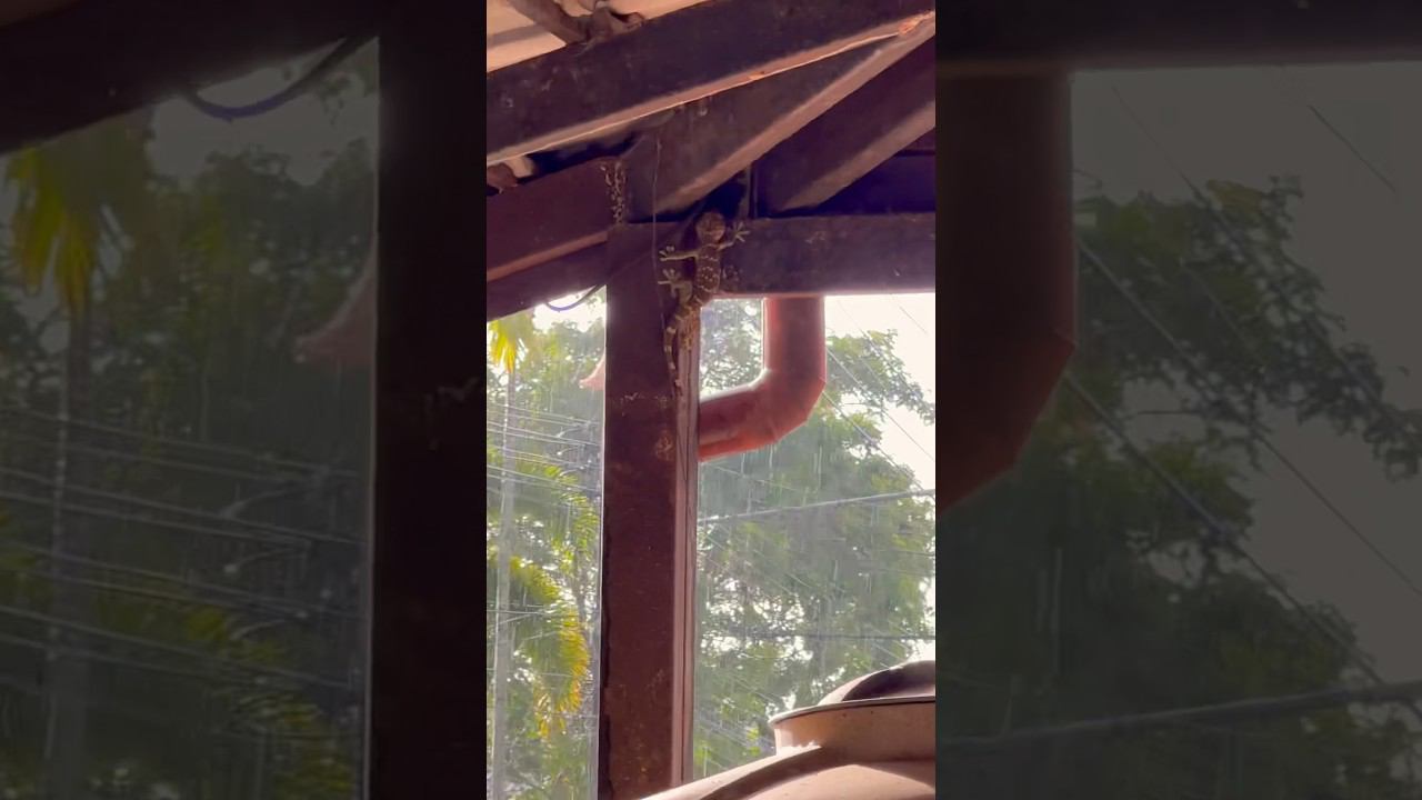 Какой огромный #геккон в стране #тайланд #путешествия #youtube #пхукет #travel #phuket