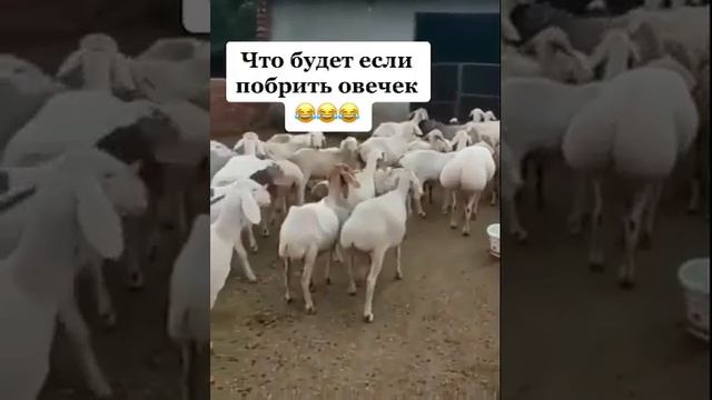 Что будет если побрить овечек?