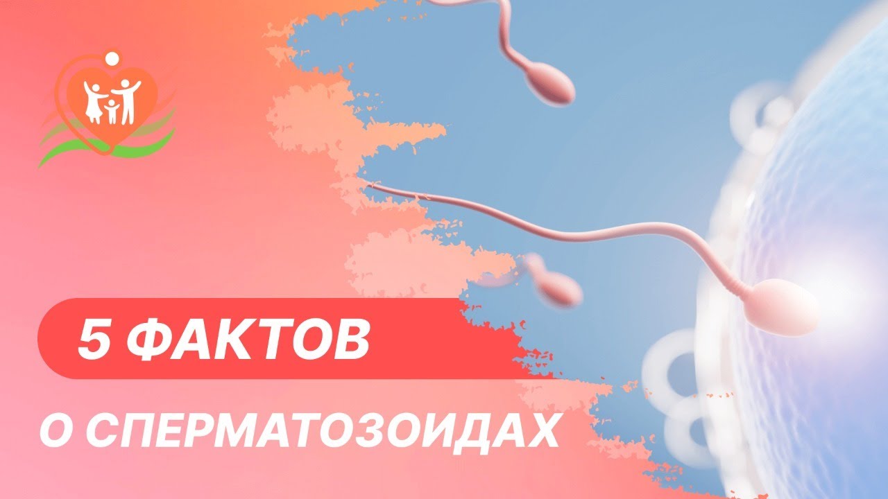 ➡ 5 фактов о сперматозоидах