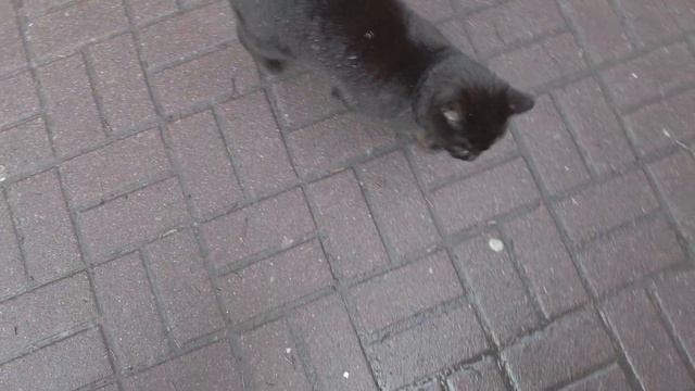Нападение агрессивного кота на человека)#дикаяприрода #котики #польшаработа