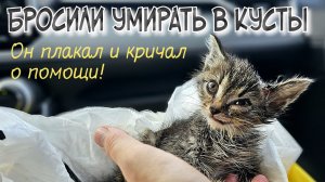 Котёнок уже не плакал | он лежал молча и ждал смерти | help a homeless kitten to survive