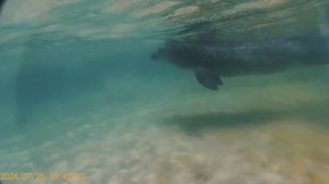 Дельфины в море, лучшее видео