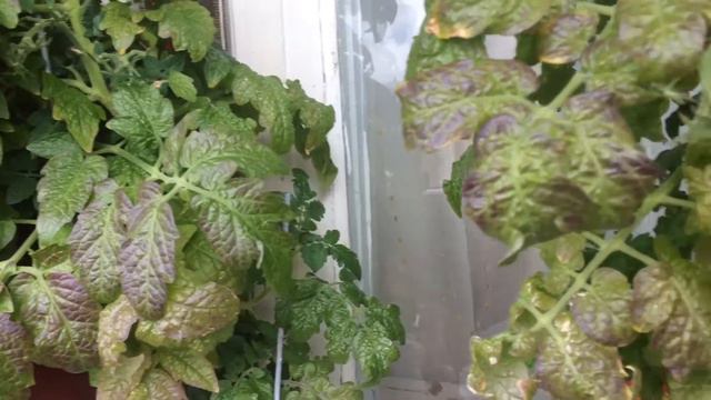 Обзор огорода на балконе на 25/07/18 смотреть онлайн