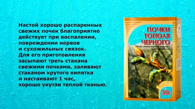 Тополь черный Осокорь. От каких болезней лечит