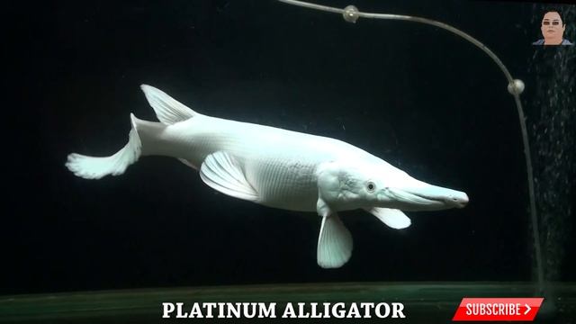 Platinum Alligator !  Big Tank !! Must Watch !!