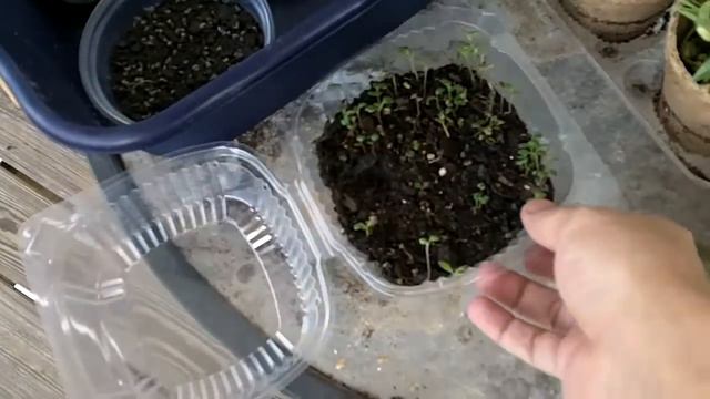 How to grow microgreens смотреть онлайн