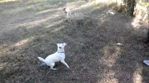 Парсон-рассел-терьер Тиса ищет белку))