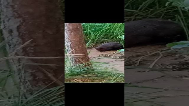 Бобёр метит свою территорию смотреть онлайн