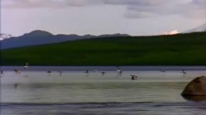 иволга поёт над родником...А.Цильке