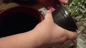 Пересадка декоративной розы в новый горшок