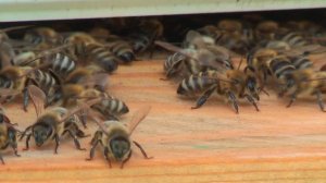 Профессор Кашковский про окраску и расположение ульев на пасеке