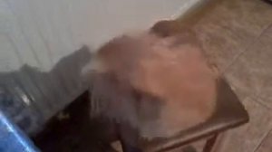 пекинес поет