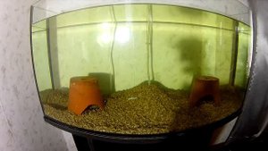 Аквариум 80 литров запуск новых жильцов . 2часть