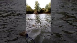 Ловля Язя в проводку с лодке На Оке