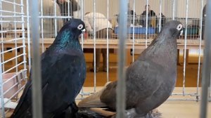 Армавиры короткоклювые, Armawir Tauben