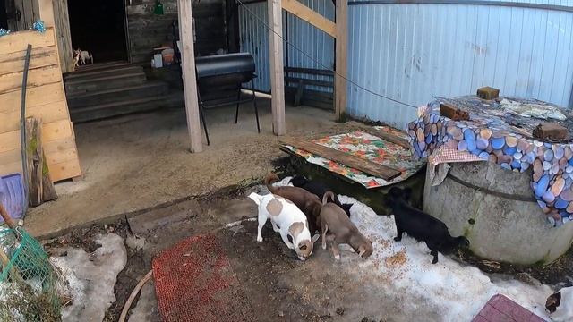 Идеальный щенок ЧИХУАХУА по стандарту породы ВЕСА от 1,5 кг /щенки чихуа СПб / питомник Мари Мистик