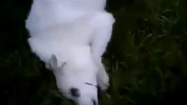 Скунс победил! :-) смотреть онлайн