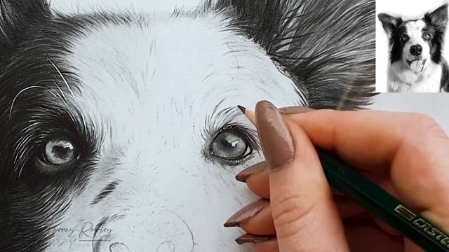 How to draw a Border Collie - Tips, Materials смотреть онлайн